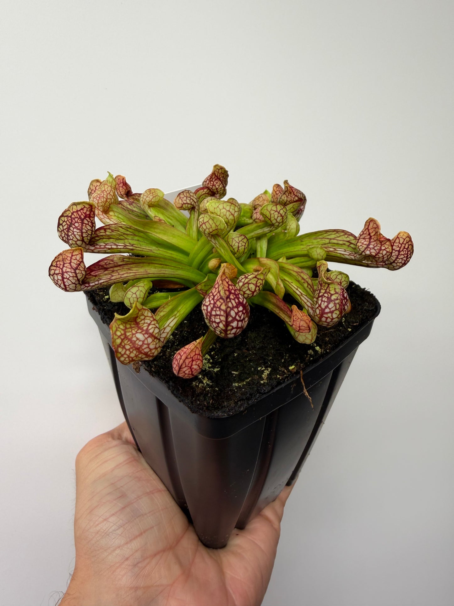 Sarracenia psittacina - “Turkey Hen Creek” - Seed Grown (8)