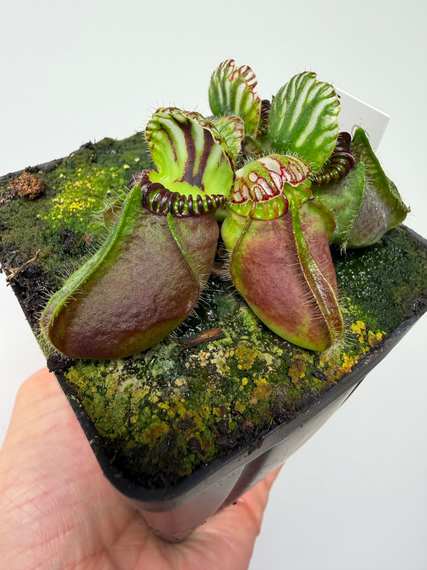 Cephalotus follicularis “Broke Inlet” (6)