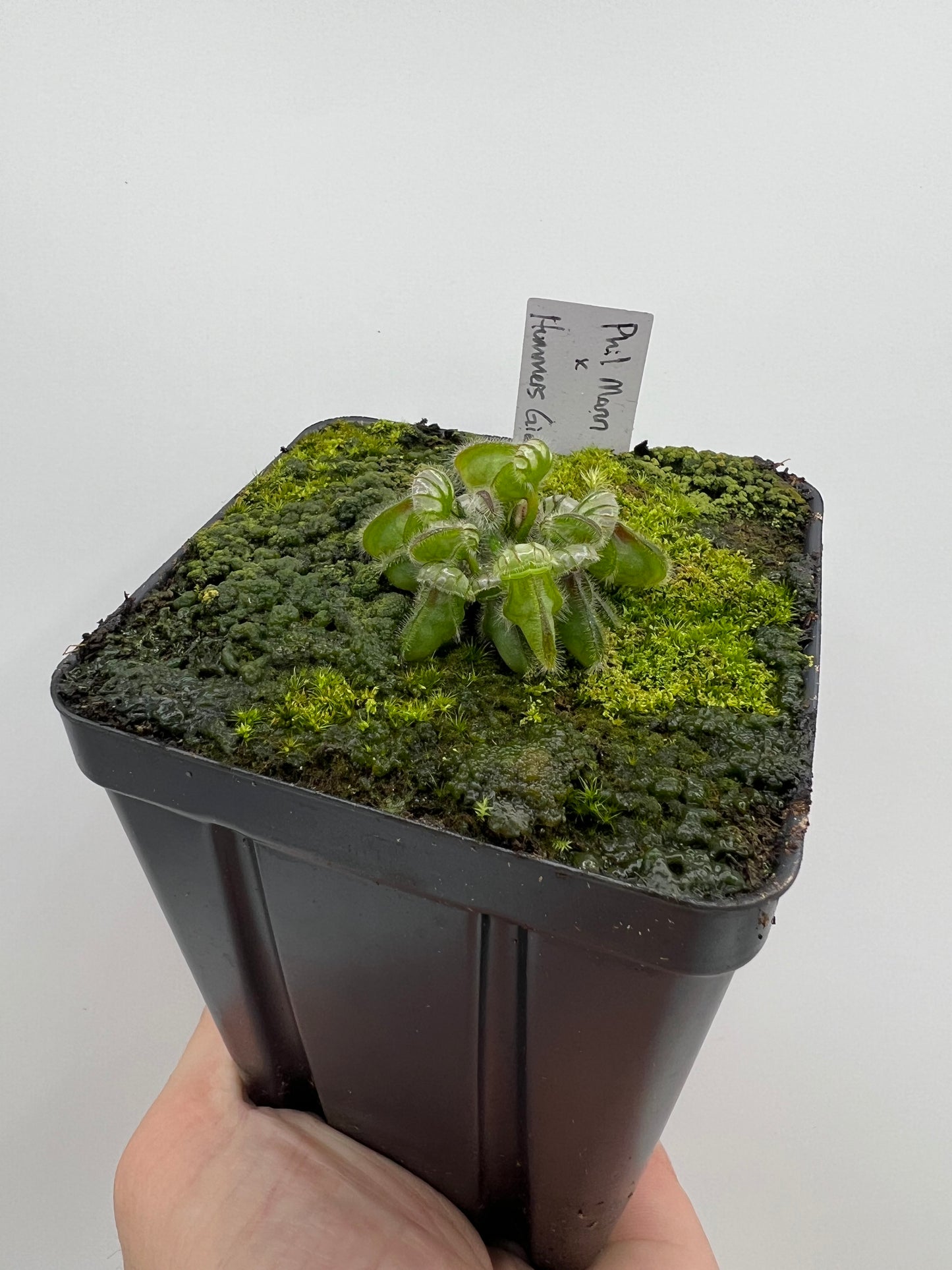 Cephalotus follicularis “Phil Mann” x “Hummers Giant”
