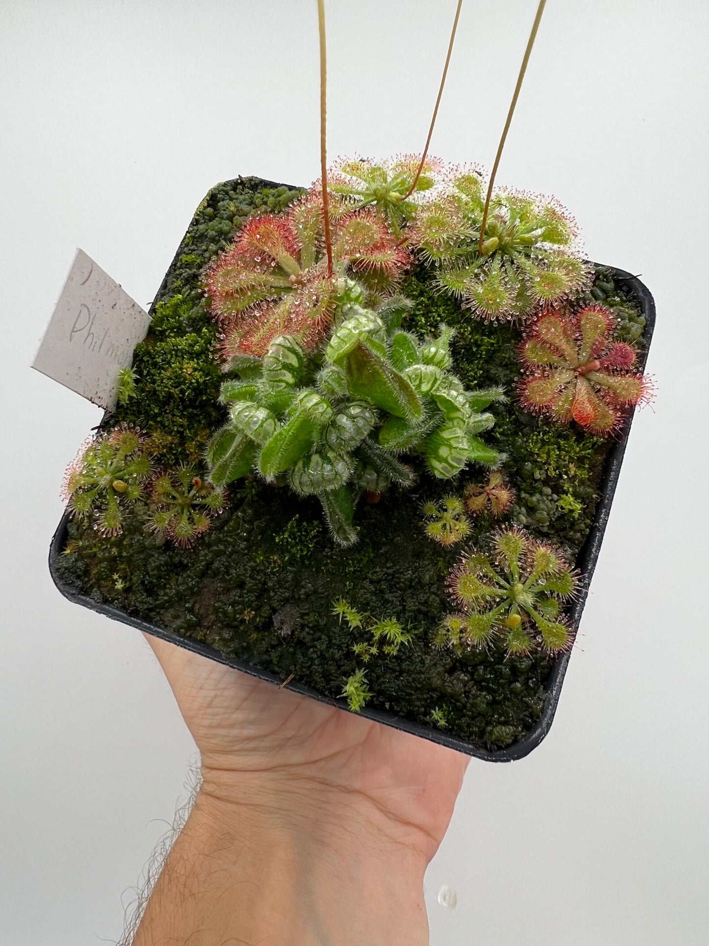 Cephalotus follicularis “Phil Mann” x “Hummers Giant”