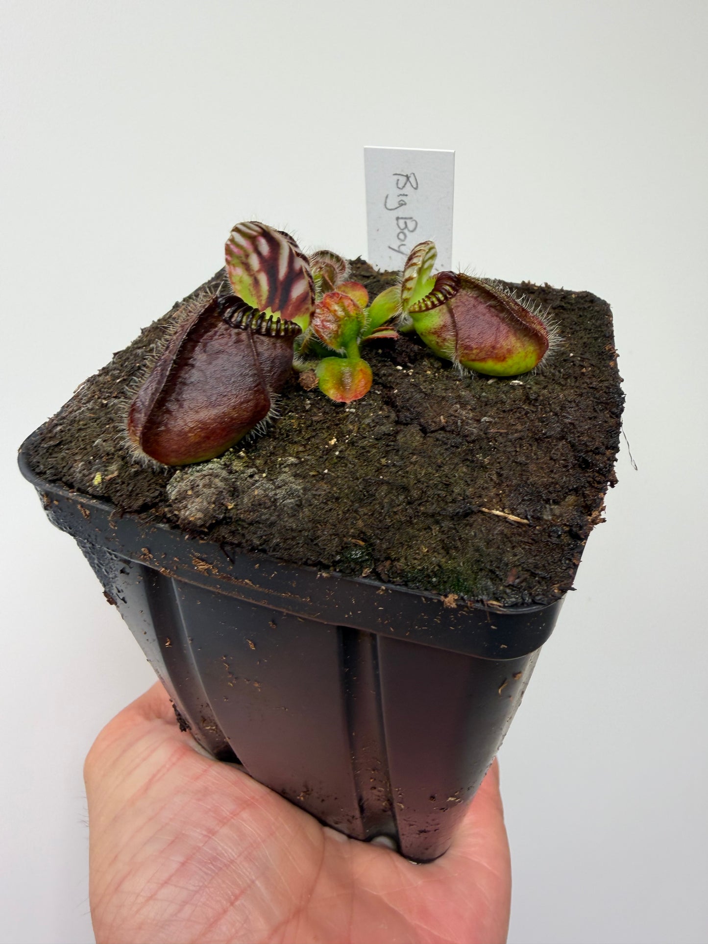 Cephalotus follicularis “Big Boy” (1)