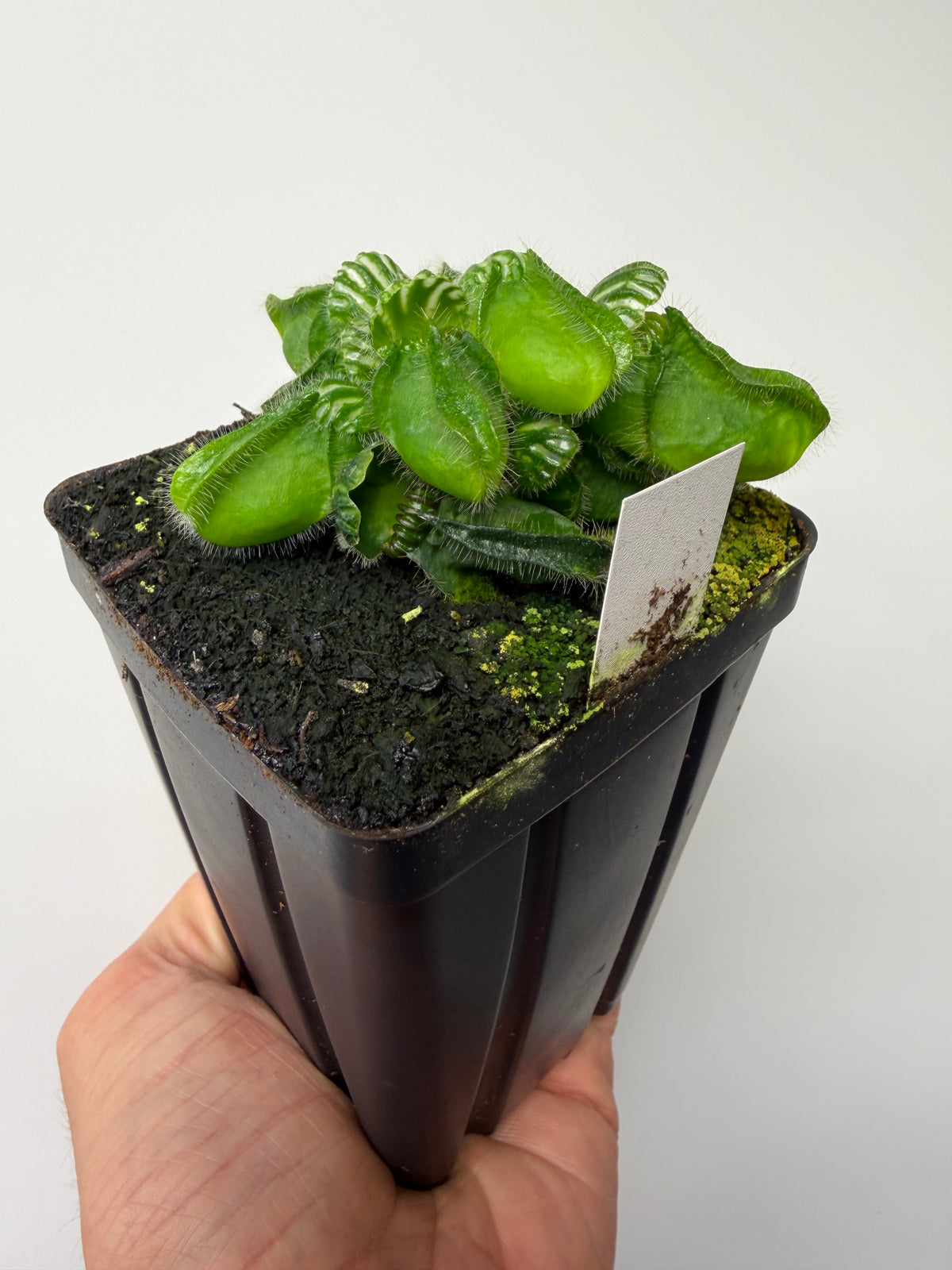 Cephalotus follicularis “Emu Pointe” #3