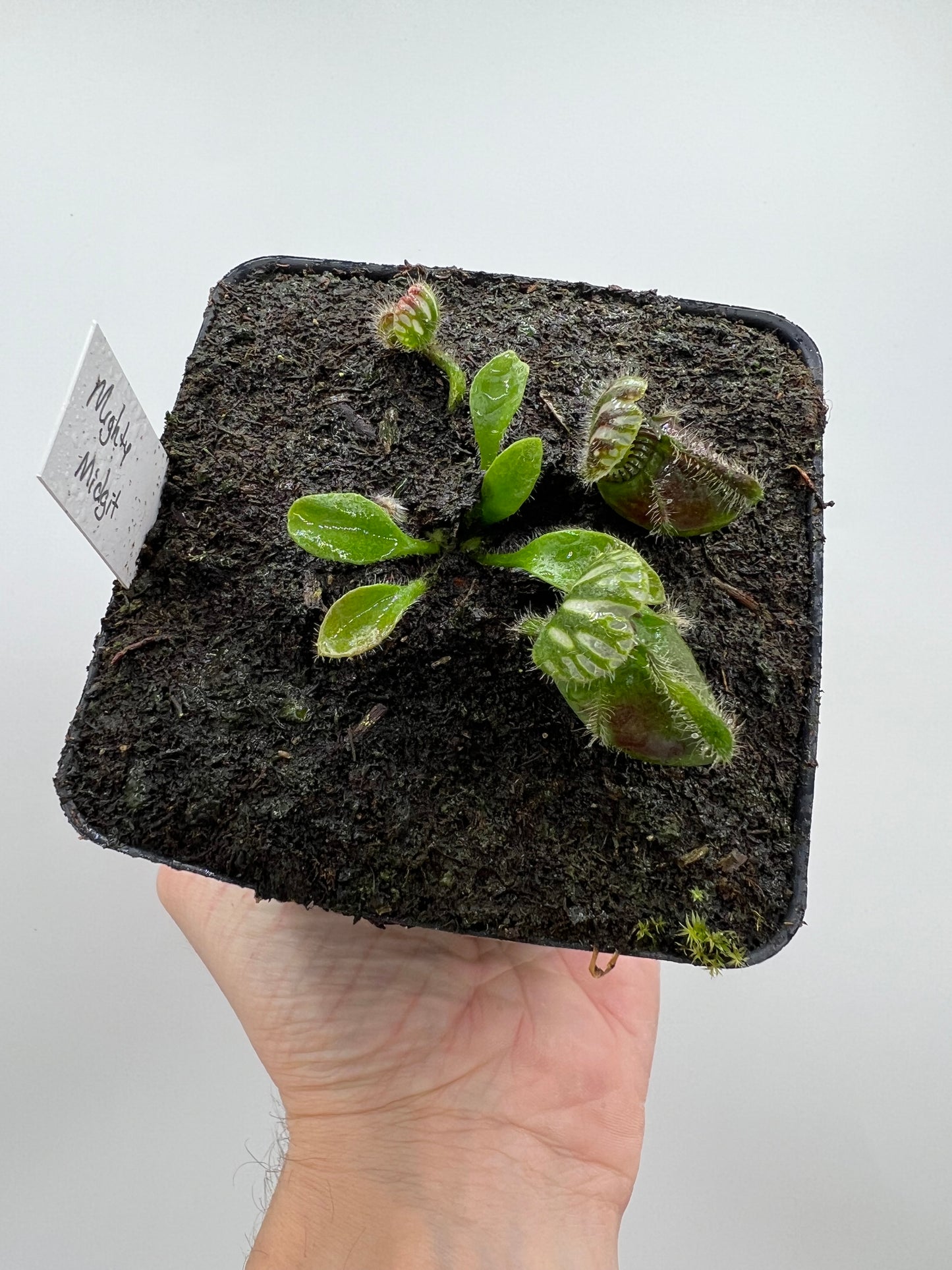 Cephalotus follicularis “Mighty Midget” - *Rare*