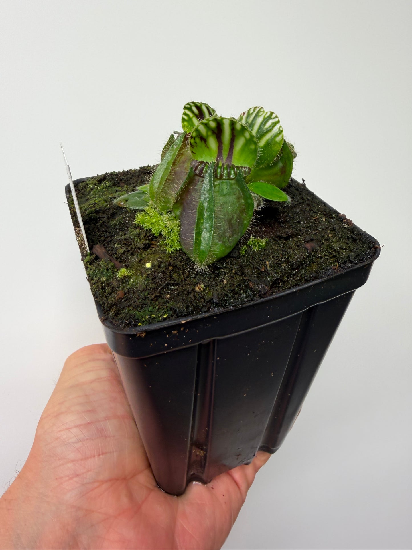 Cephalotus follicularis “Hampshire Red”