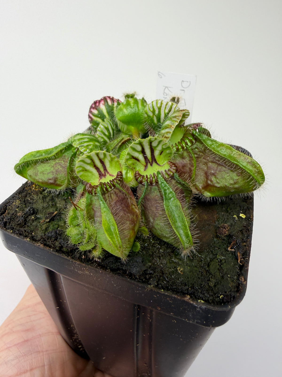 Cephalotus follicularis “Dr. Eberhard König” #6