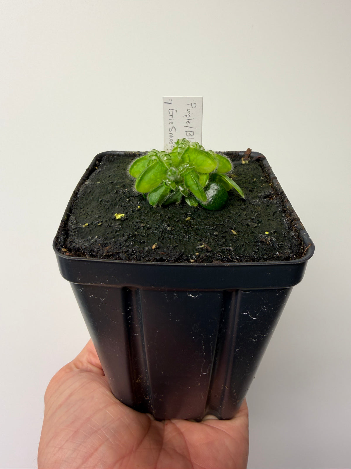 Cephalotus follicularis “Purple/Black” - Eric Smooth #7