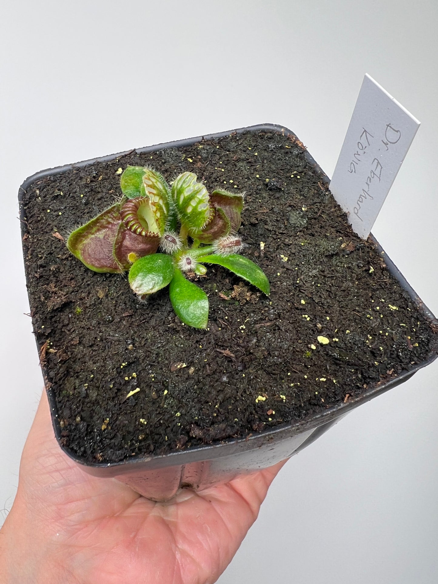 Cephalotus follicularis “Dr. Eberhard König”