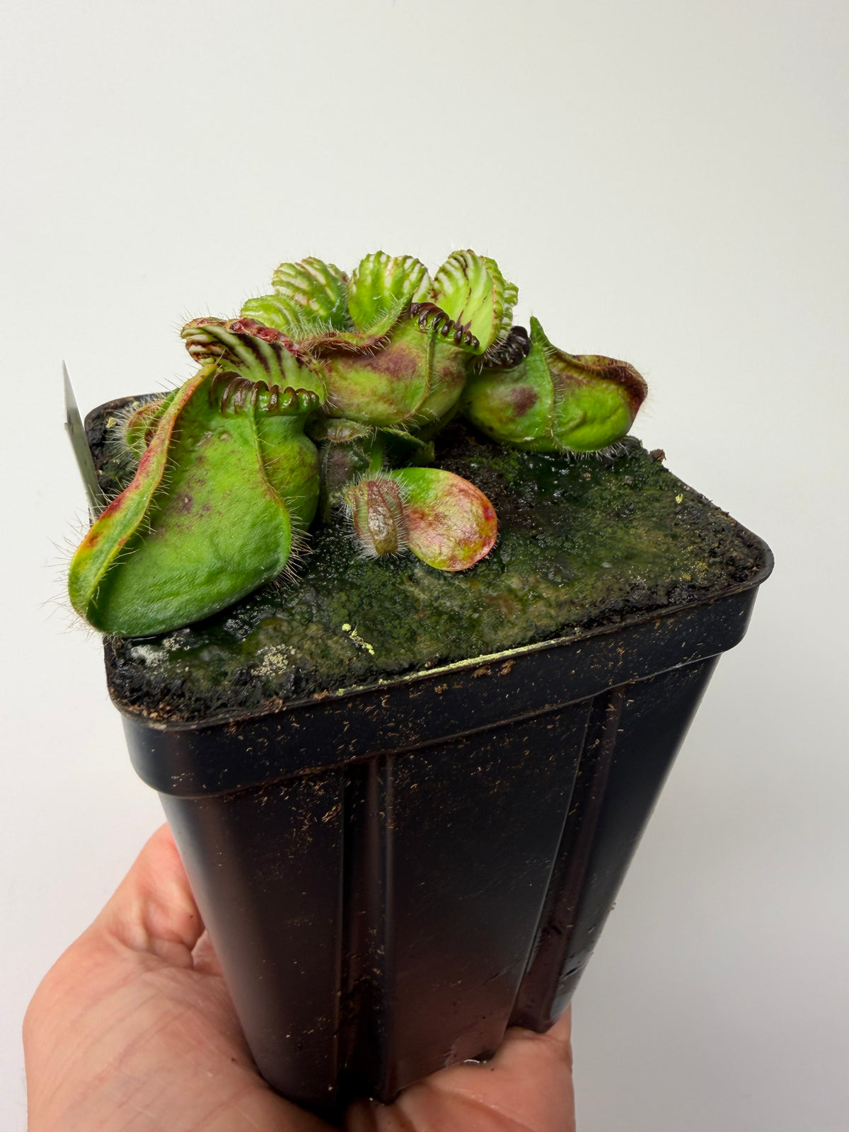 Cephalotus follicularis “Broke Inlet” #11