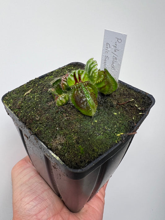 Cephalotus follicularis “Purple/Black” - Eric Smooth