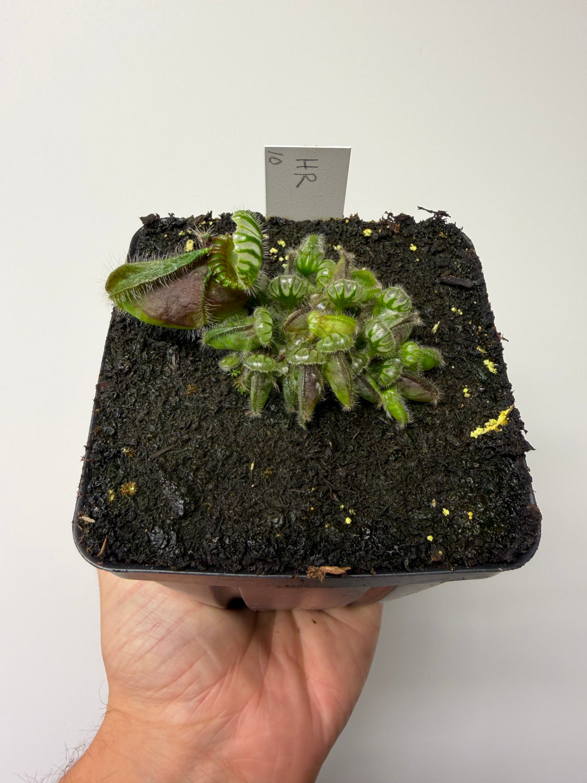 Cephalotus follicularis “Hampshire Red” #10