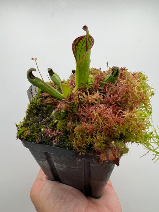Heliamphora macdonaldae - Seed Grown