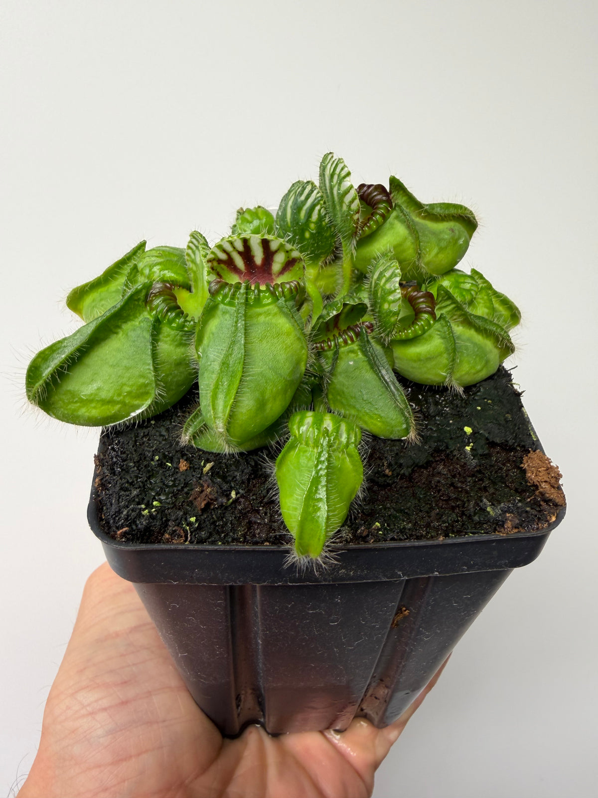 Cephalotus follicularis “Broke Inlet” #2