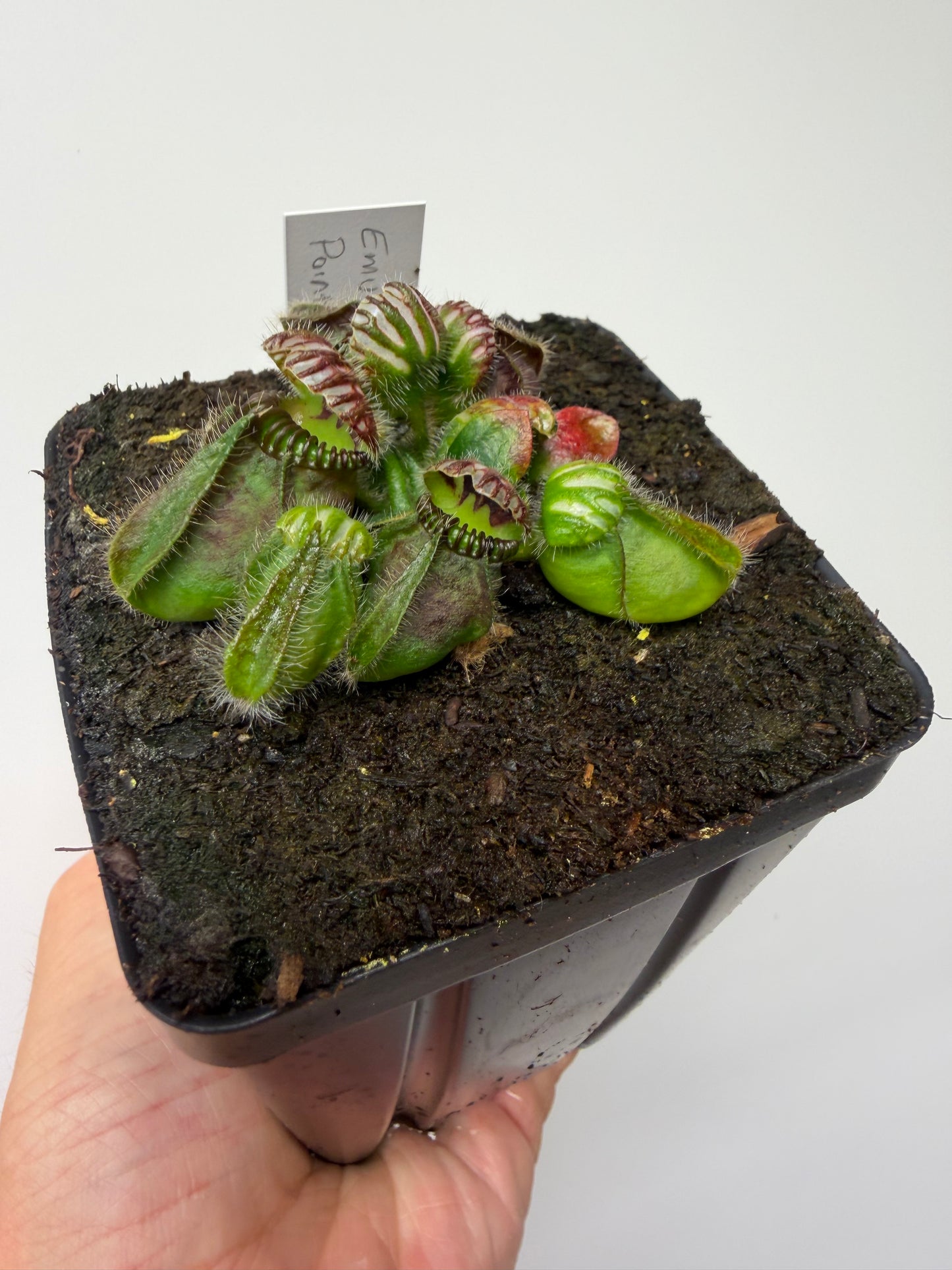Cephalotus follicularis “Emu Pointe”