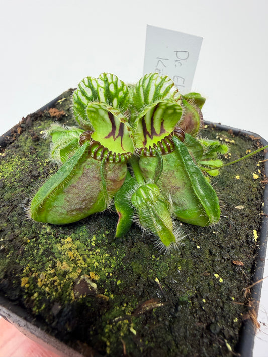 Cephalotus follicularis “Dr. Eberhard König”