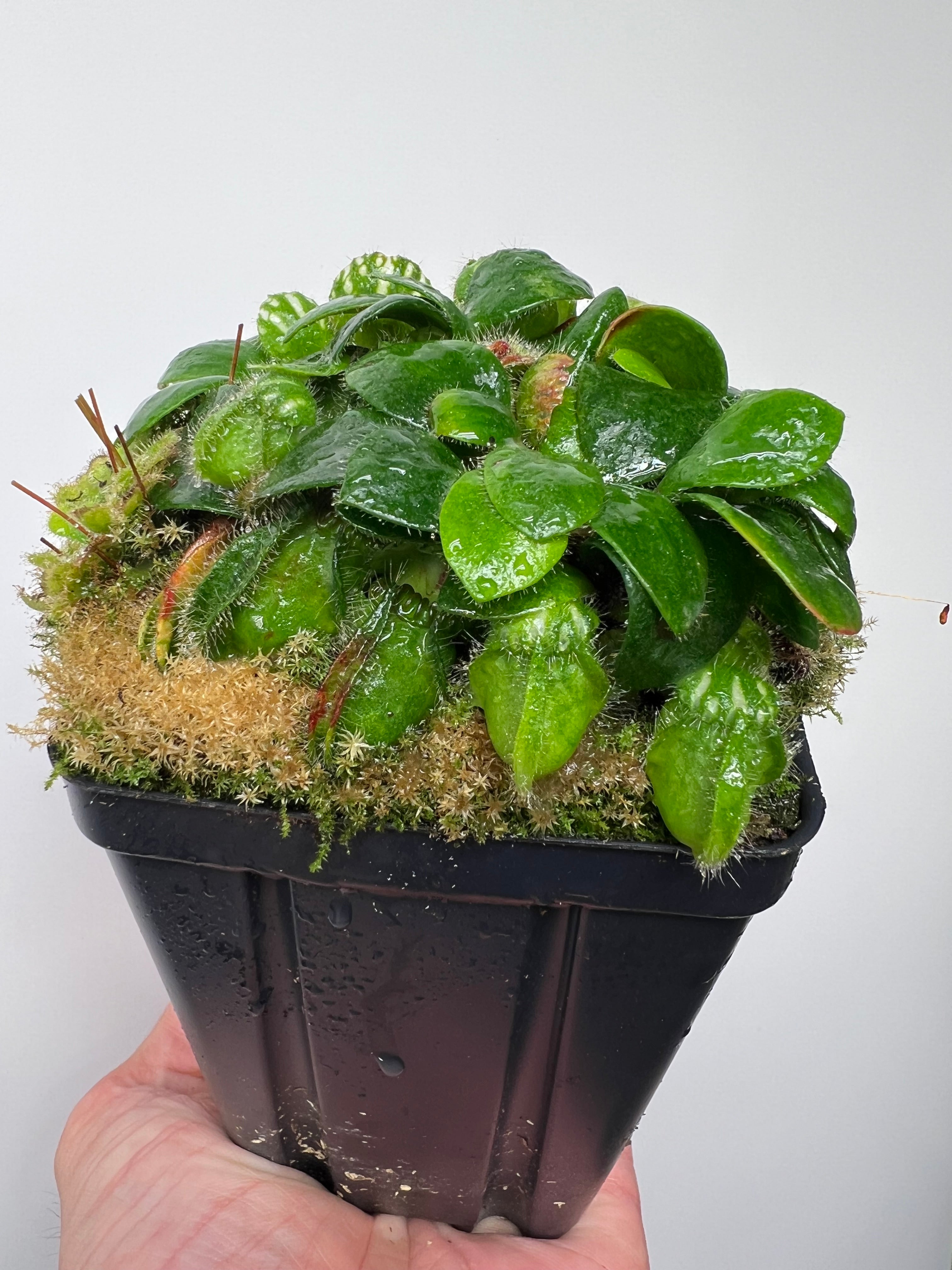Cephalotus follicularis - Typical #25 – Little Carnivores
