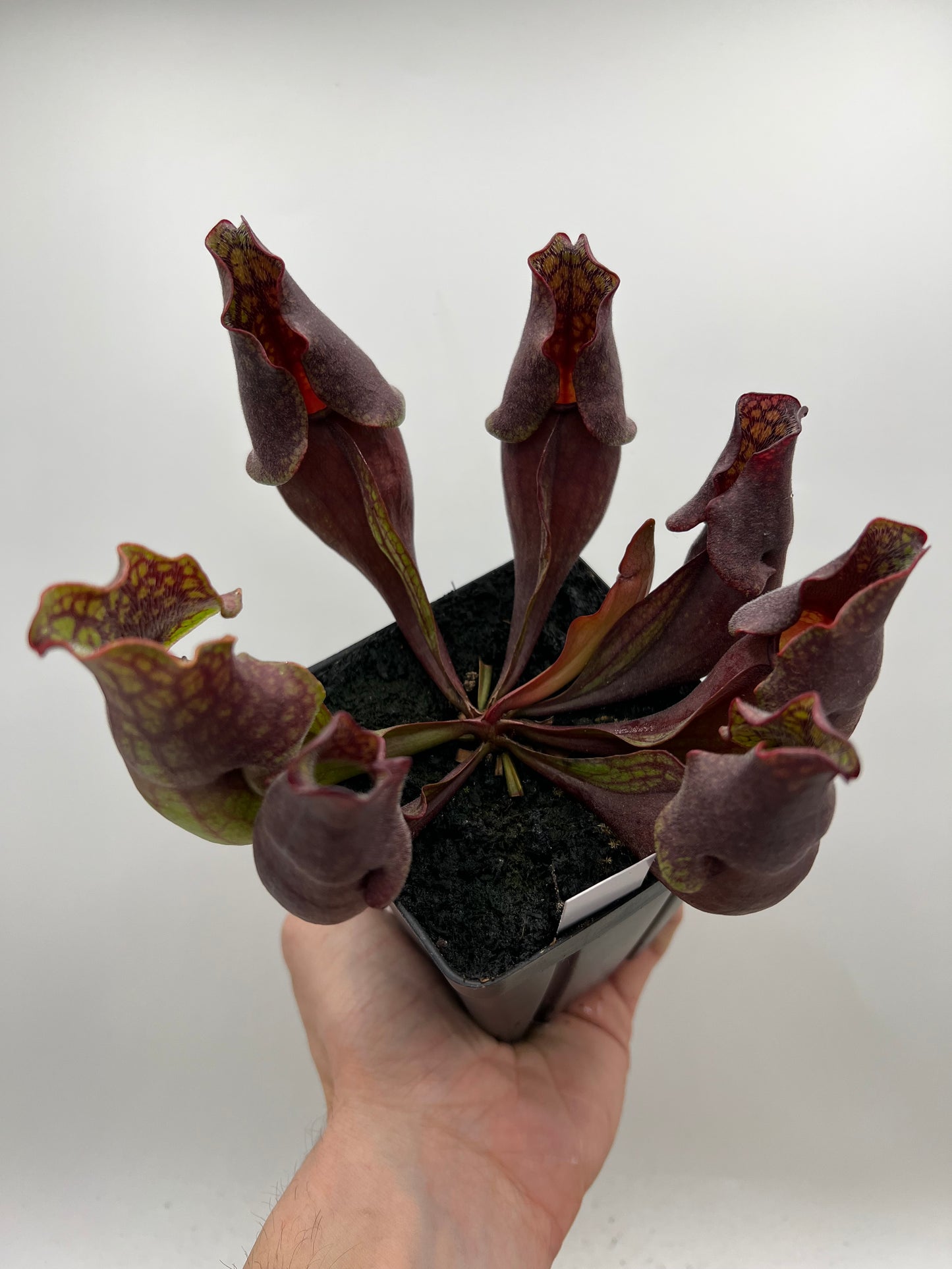 Sarracenia purpurea ssp. purpurea (Centre Co, PA) - Seed Grown #103