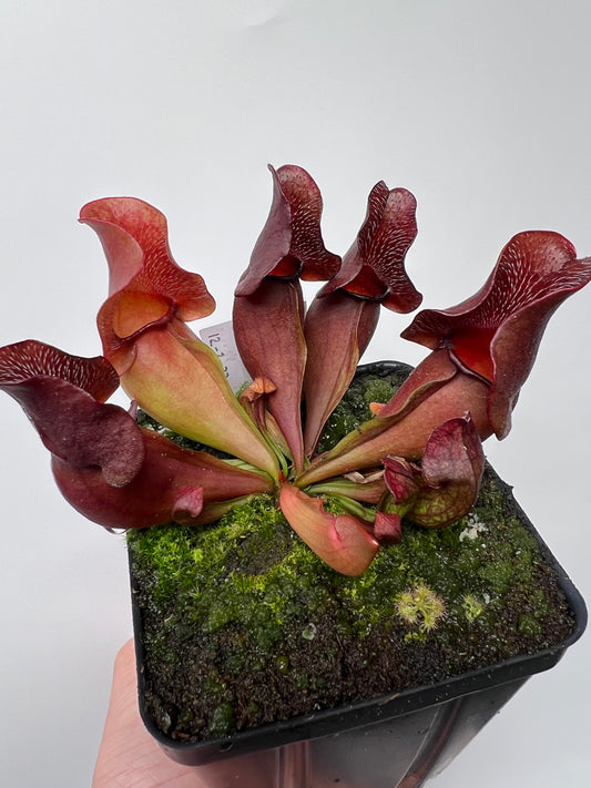 Sarracenia purpurea ssp. venosa (Brunswick Co, NC x Carteret Co, NC)  - Seed Grown #5