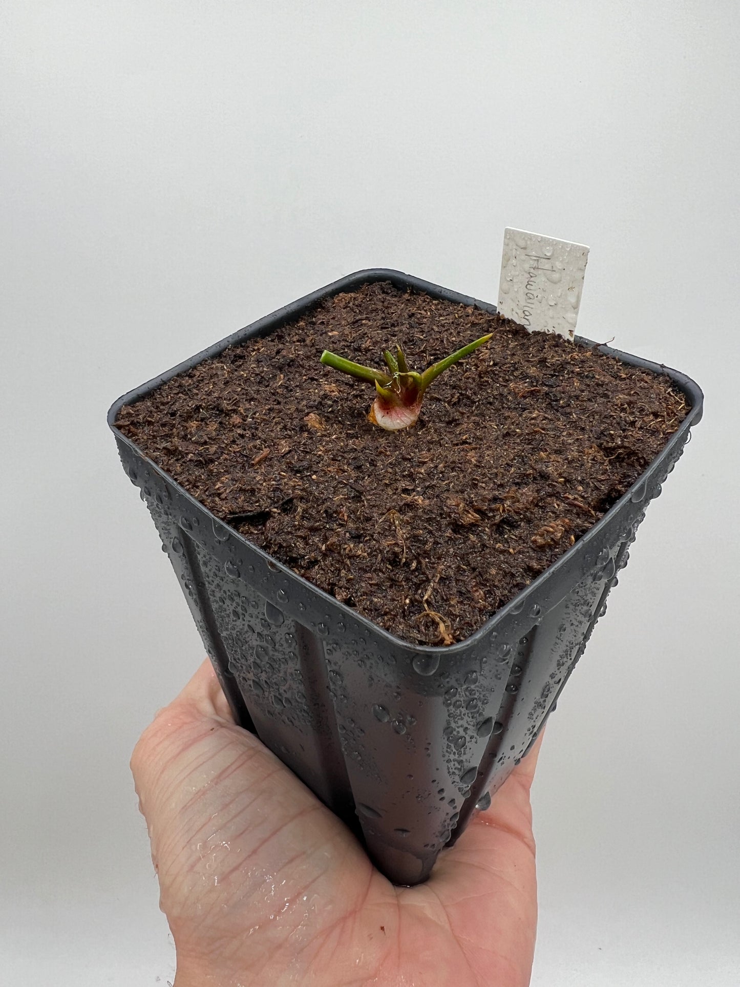 Sarracenia “Hawaiian Ice” x ‘Adrian Slack’ - Small, Potted Division