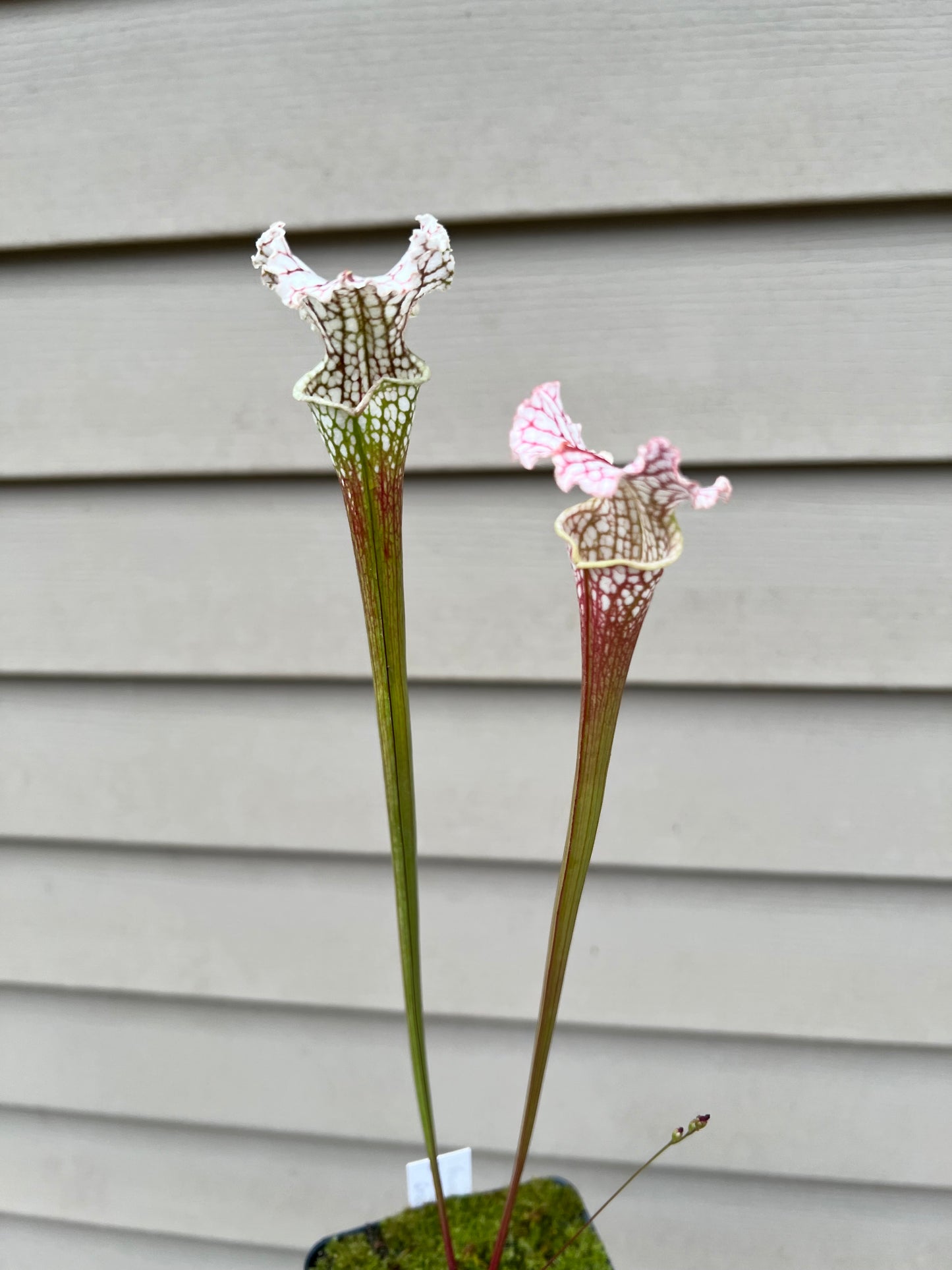 Sarracenia “Hawaiian Ice” x ‘Dragon Queen’ - Seed Grown #1