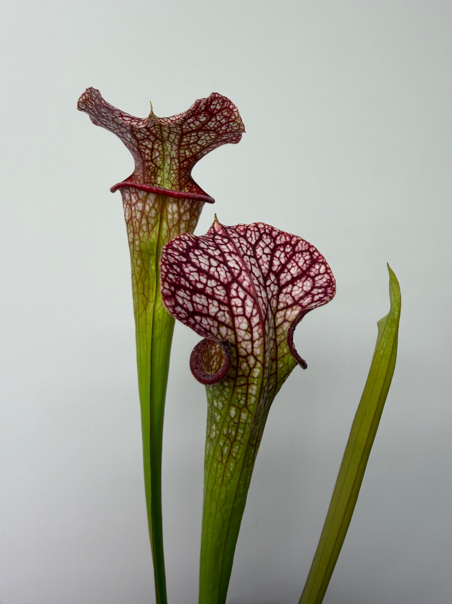 Sarracenia Strawberry Milkshake x Adrian Slack