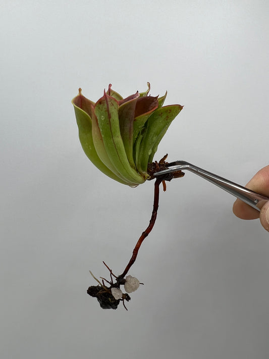 Heliamphora minor var. minor “FTS Clone”