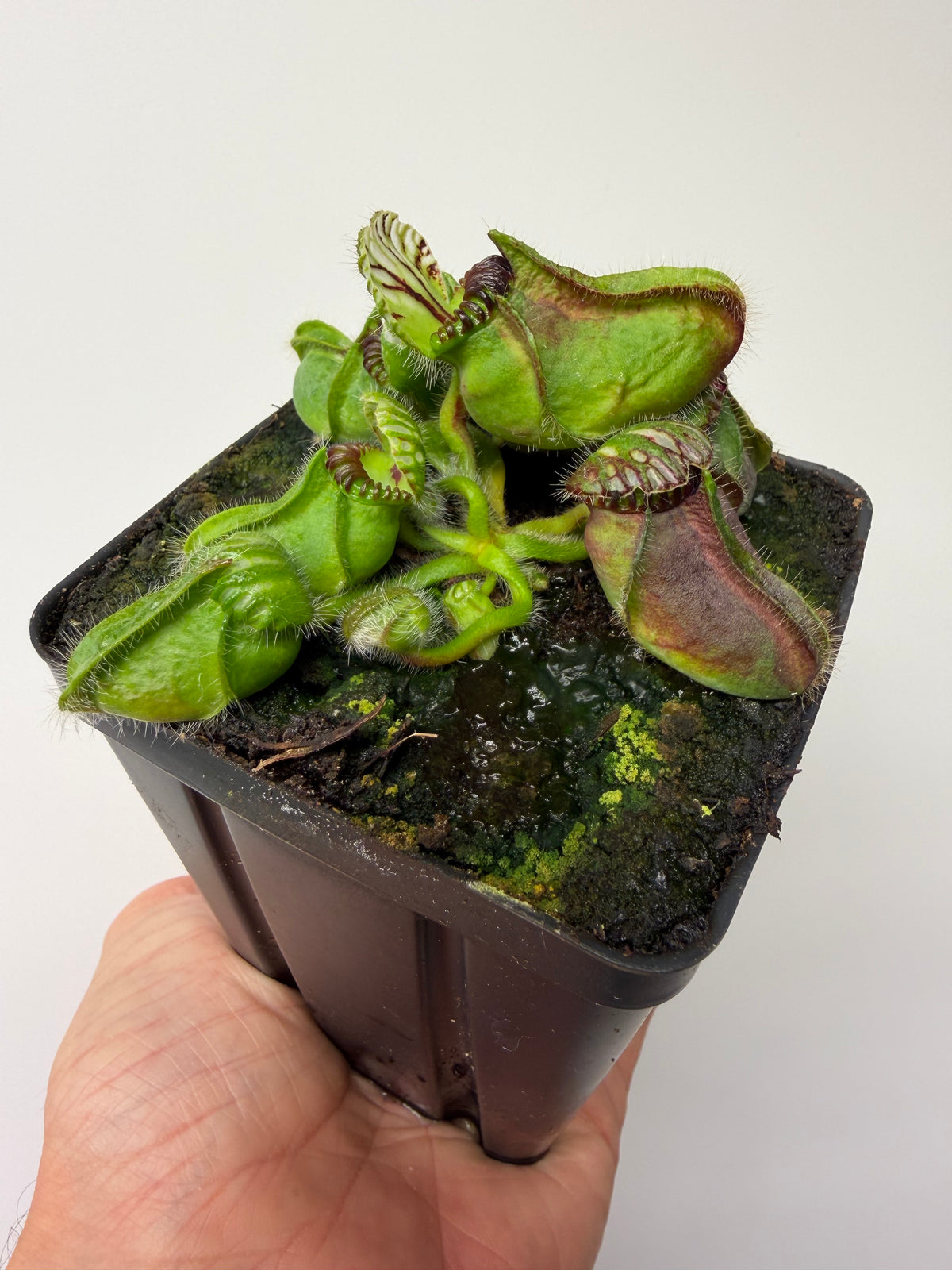 Cephalotus follicularis “Broke Inlet” #6