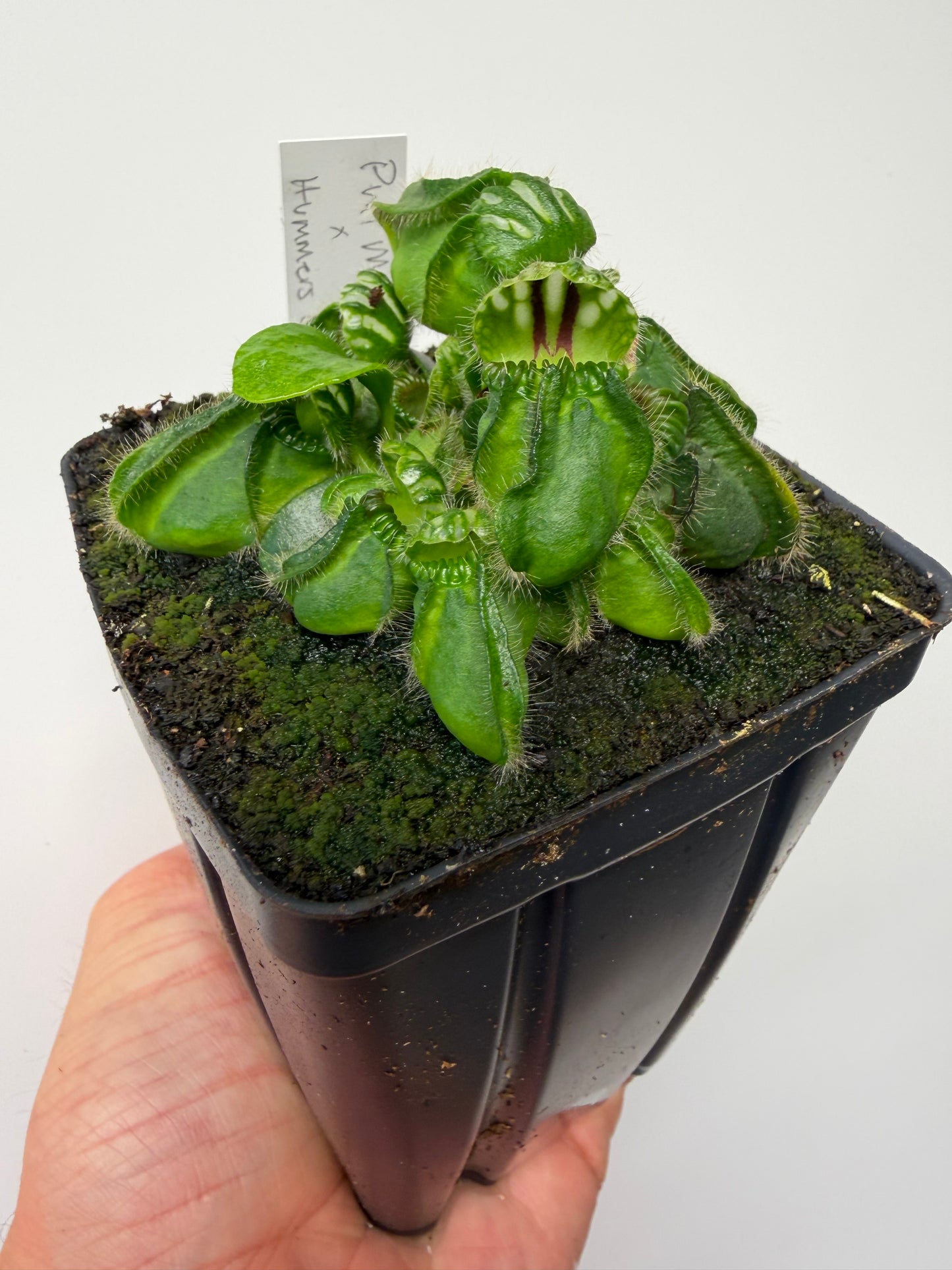 Cephalotus follicularis “Phil Mann” x “Hummers Giant”