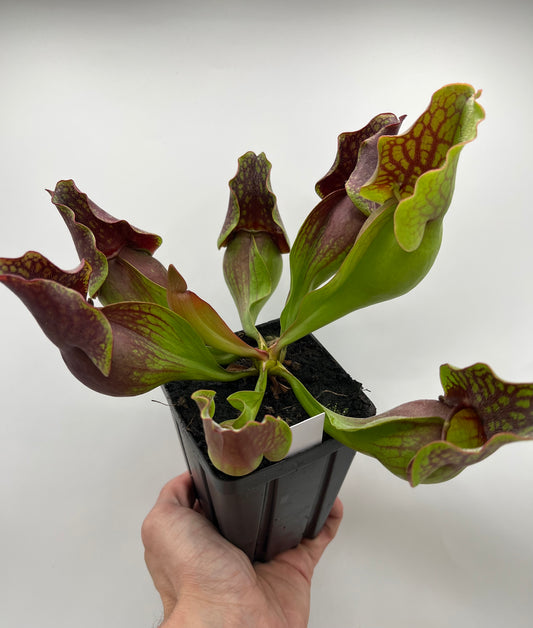 Sarracenia purpurea ssp. purpurea (Centre Co, PA) - Seed Grown #98