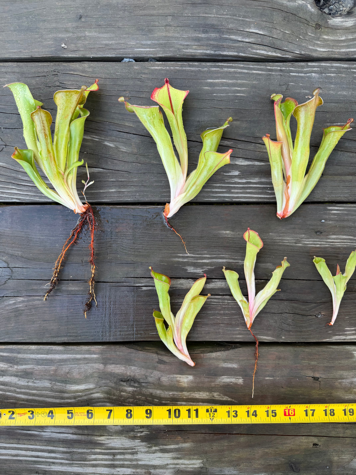 Heliamphora (tatei x folliculata) x macdonaldae #9 52624 SGLC - Fresh Divisions