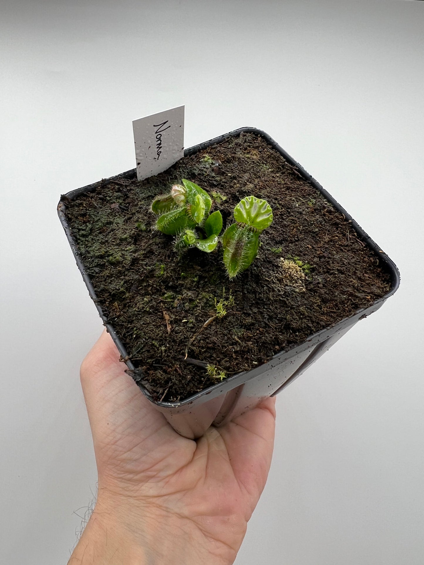 Cephalotus follicularis “Norma”