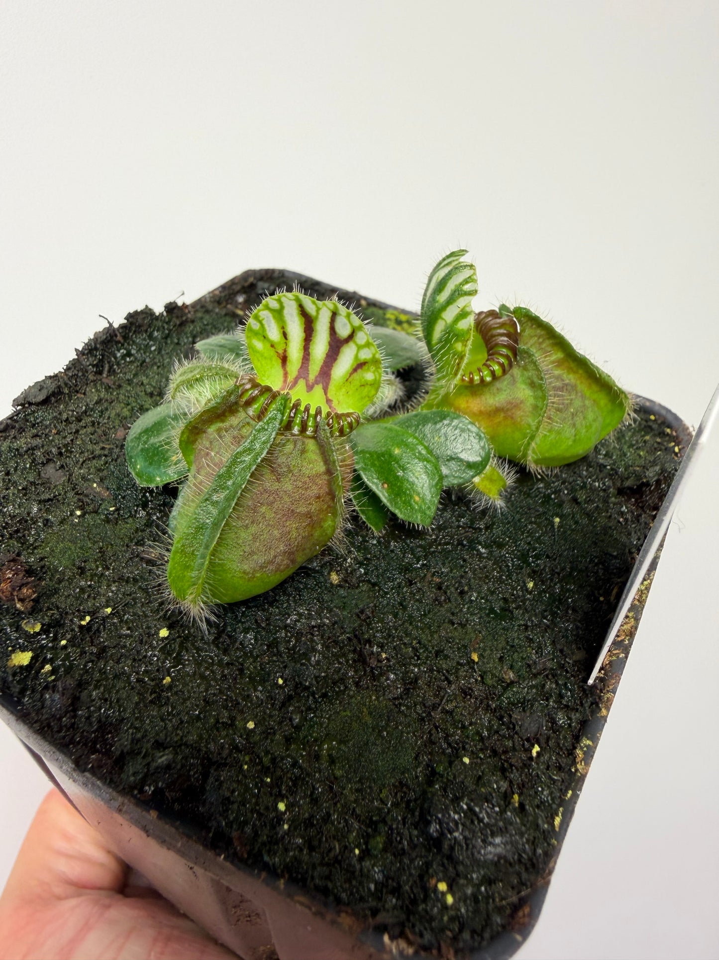 Cephalotus follicularis “Dr. Eberhard König”