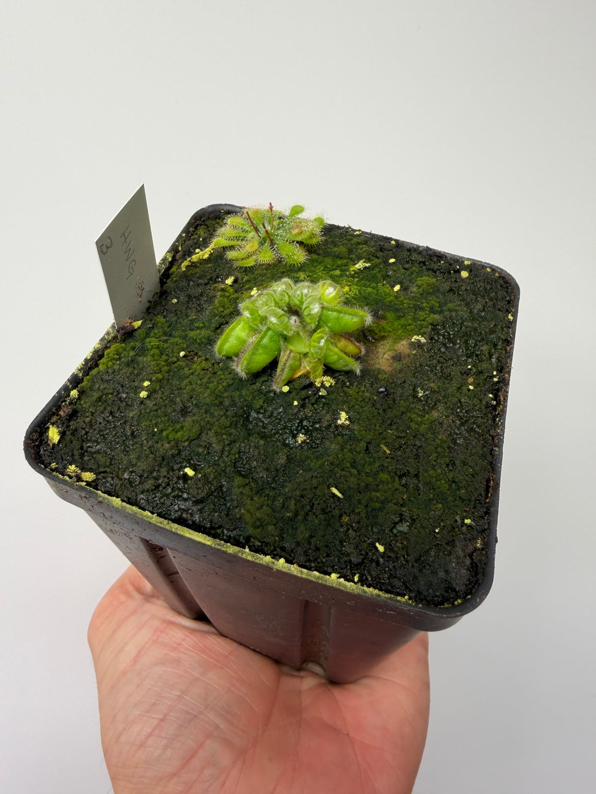 Cephalotus follicularis “Harald Weiner Giant” (aka True Giant) #3 - *Rare*