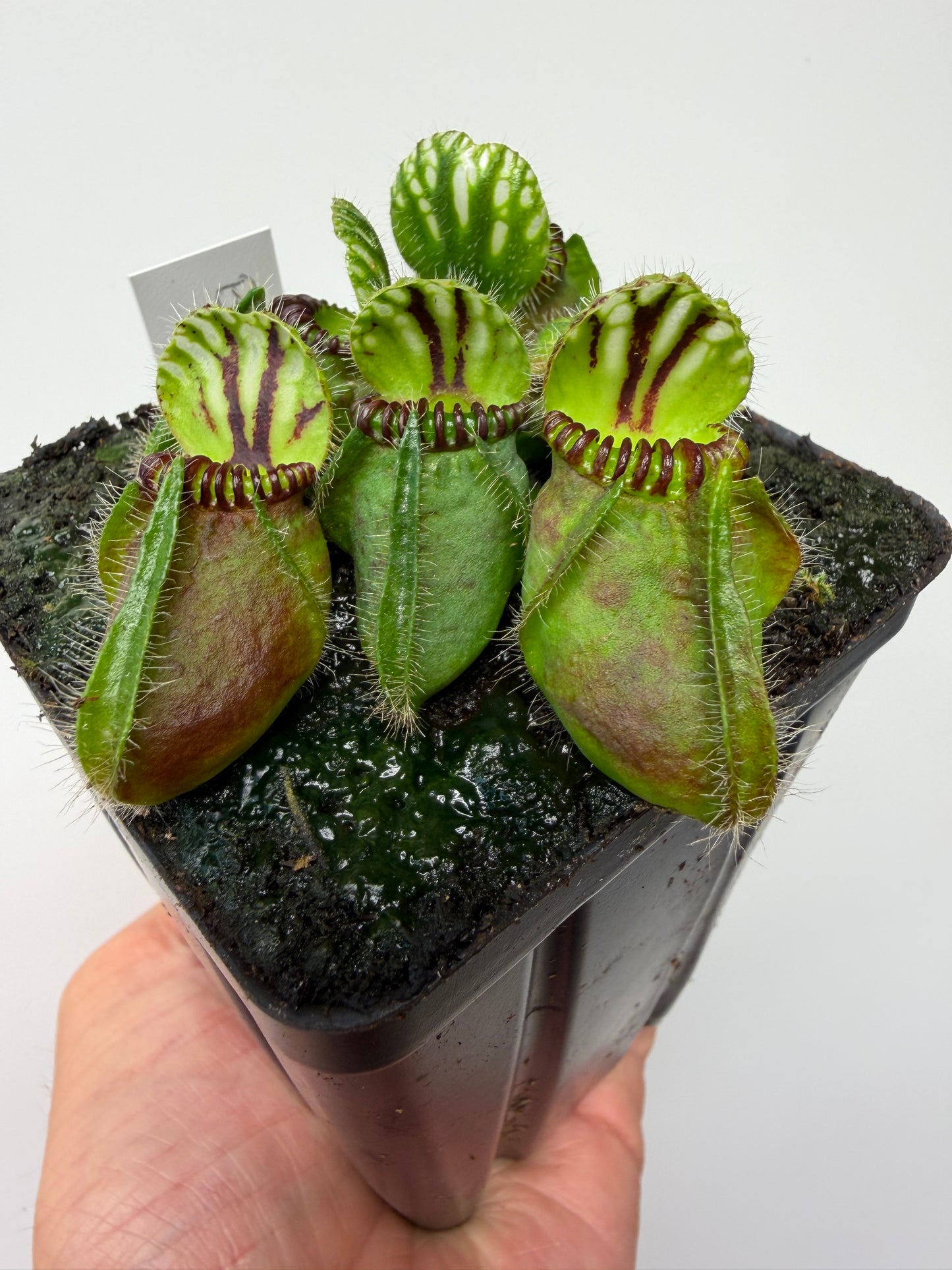 Cephalotus follicularis “Broke Inlet” (1)