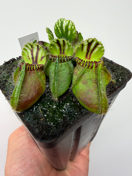 Cephalotus follicularis “Broke Inlet” (1)