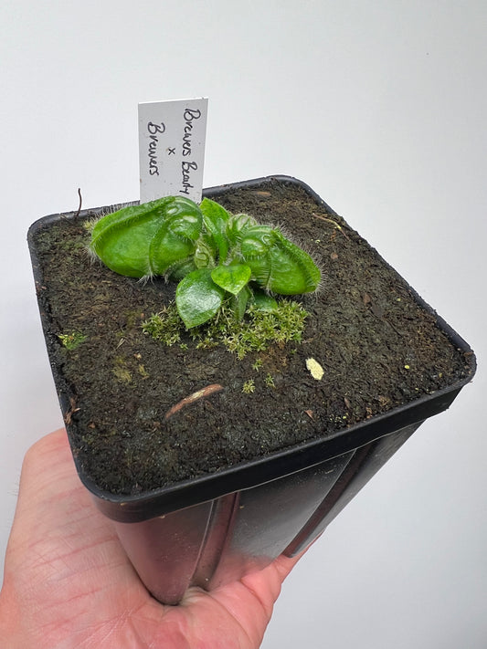 Cephalotus follicularis “Brewers Beauty” x “Brewers”