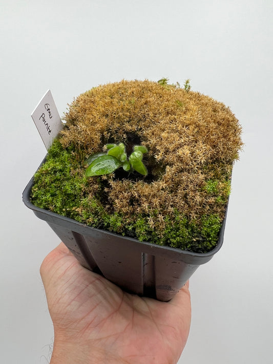 Cephalotus follicularis “Emu Pointe”