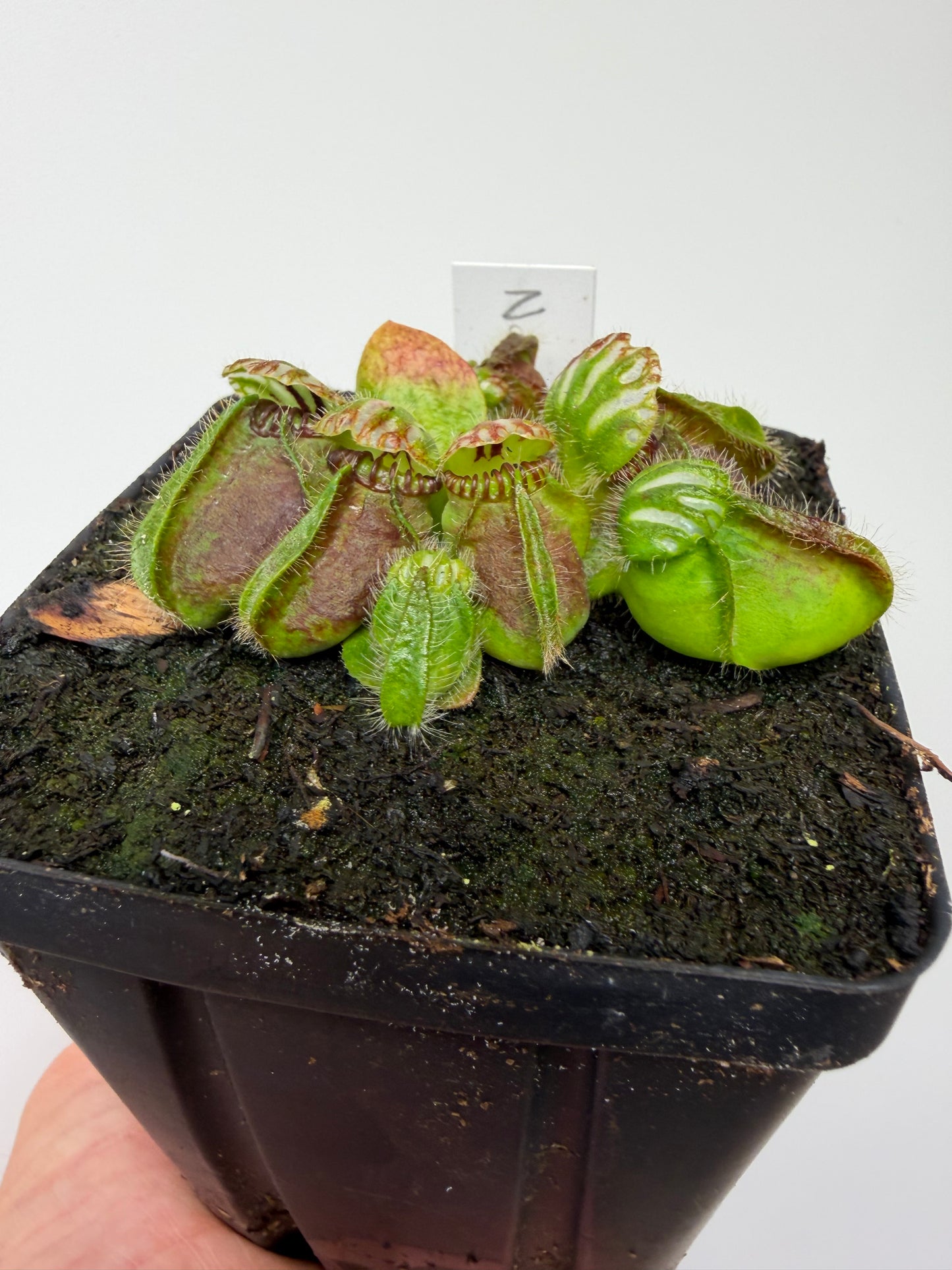 Cephalotus follicularis “Norma”