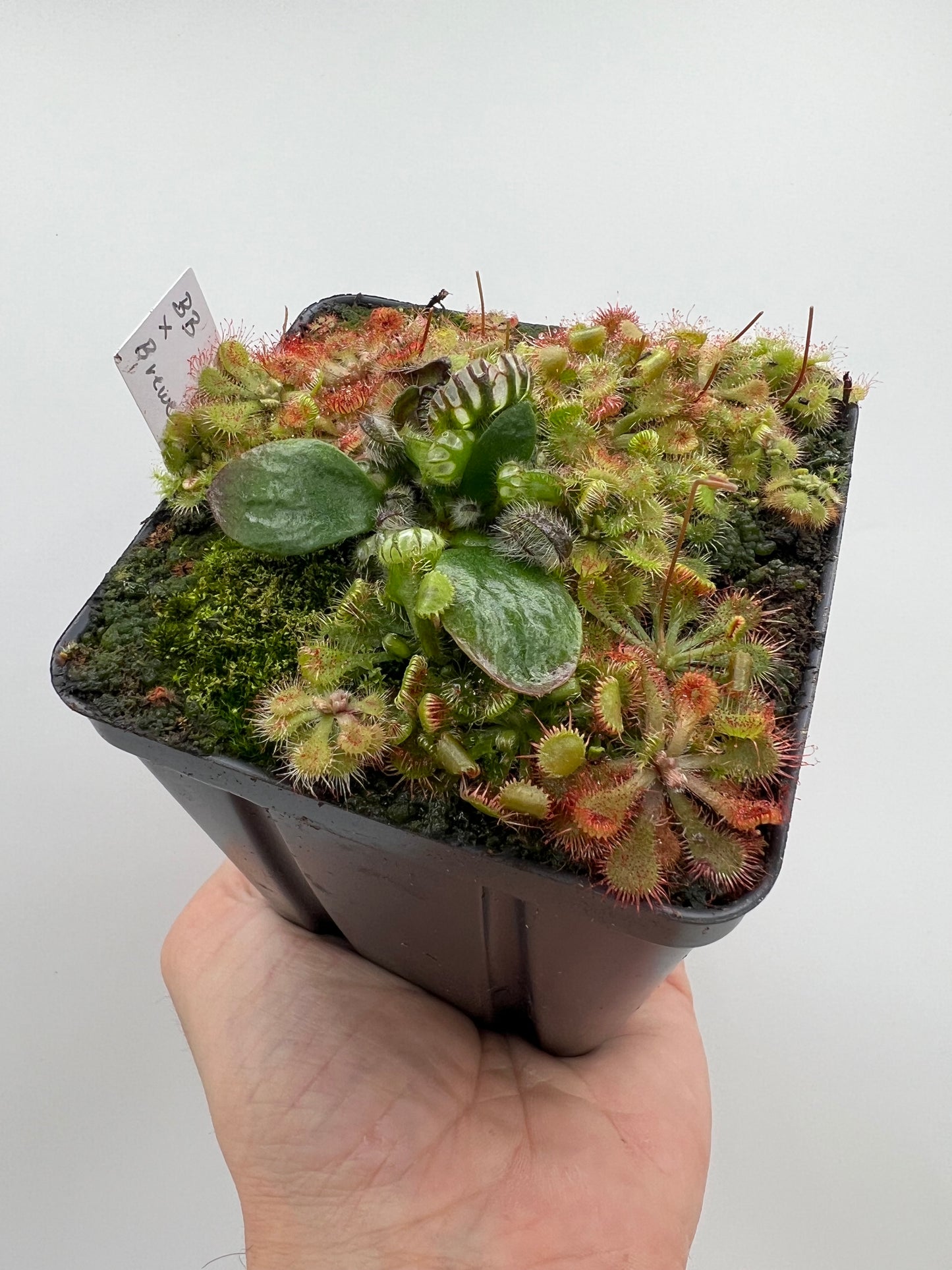 Cephalotus follicularis “Brewers Beauty” x “Brewers”