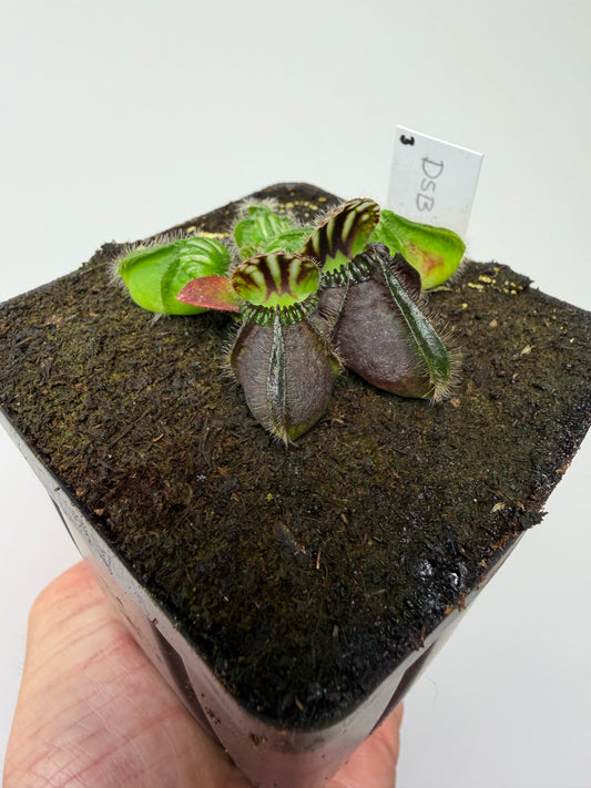 Cephalotus follicularis “David Švarc Black” - *Rare* (3)