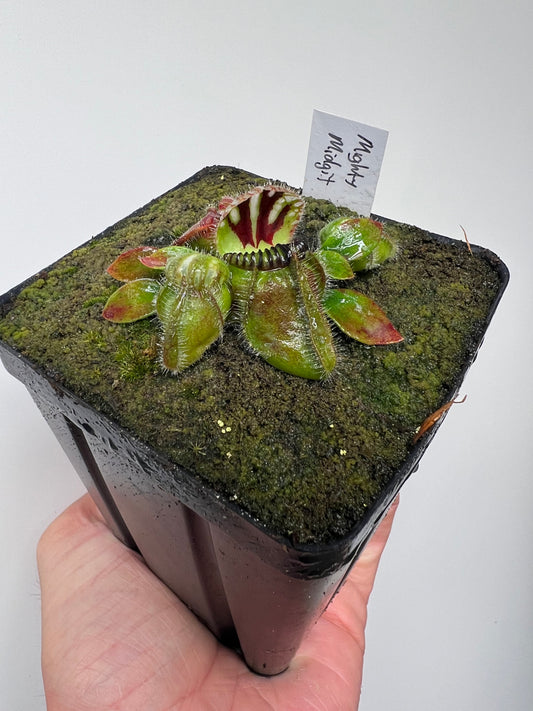 Cephalotus follicularis “Mighty Midget” - *Rare*