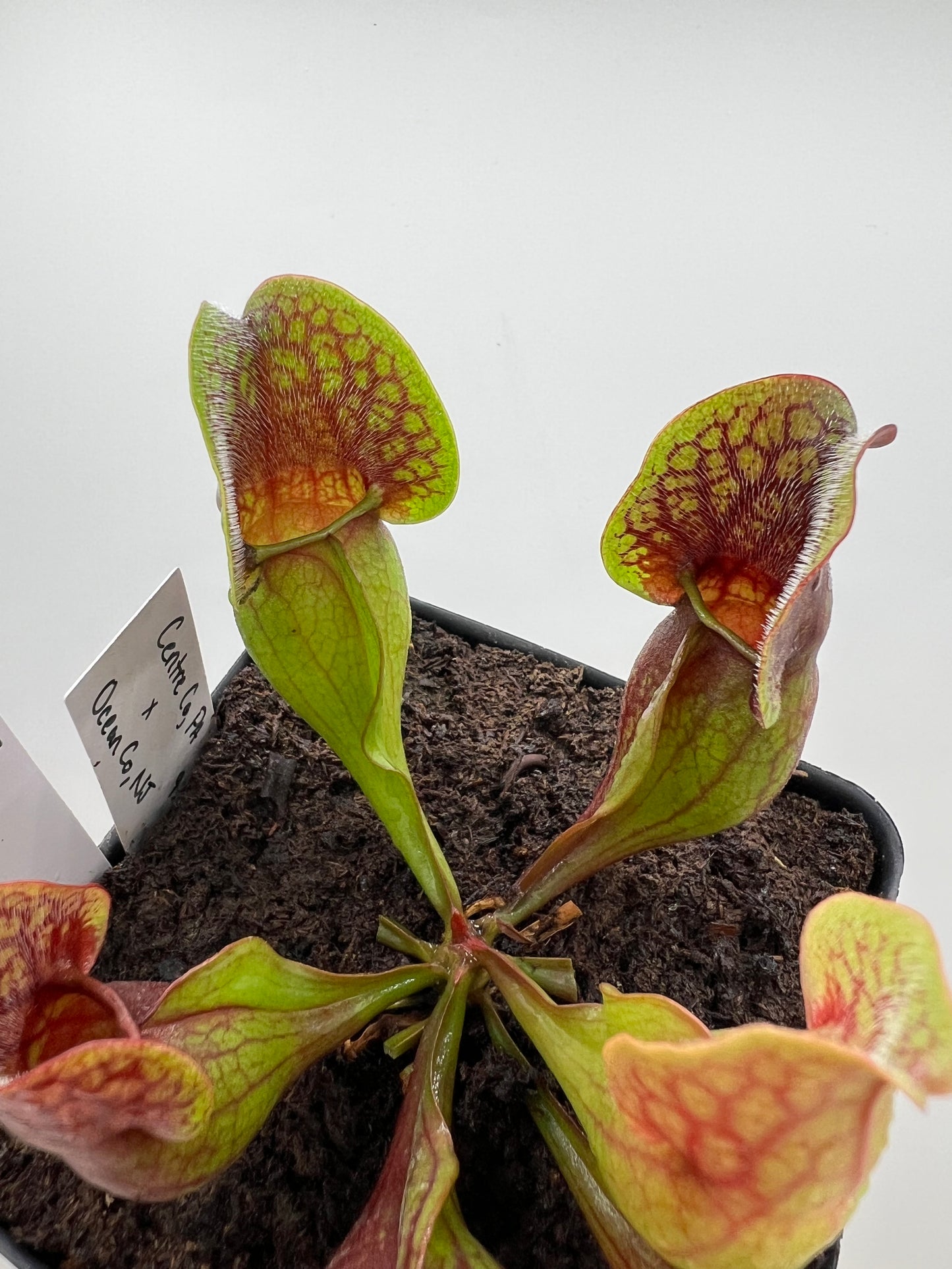 Sarracenia purpurea ssp. purpurea (Centre Co, PA) x (Ocean Co, NJ) - Seed Grown #7