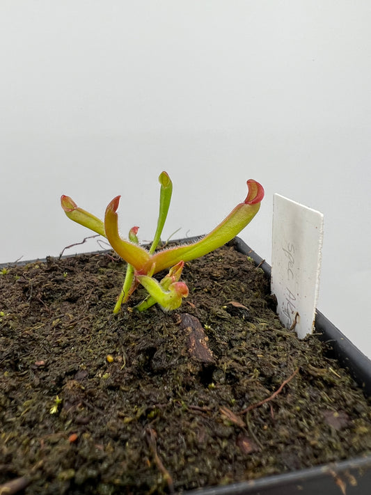 Heliamphora spec. Akopan x (heterodoxa x ionasi) - LC