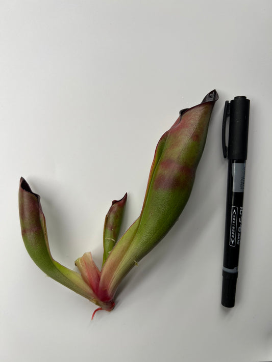 Heliamphora sarracenioides (AW-H-Sar-02SG) - Fresh Division