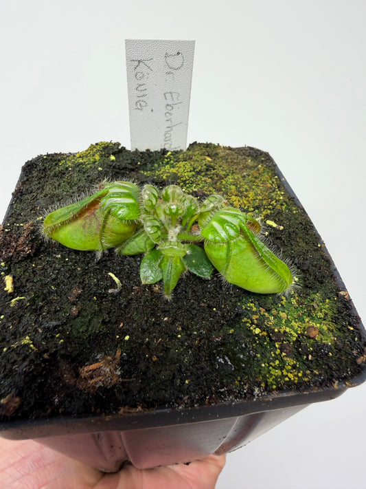 Cephalotus follicularis “Dr. Eberhard König”