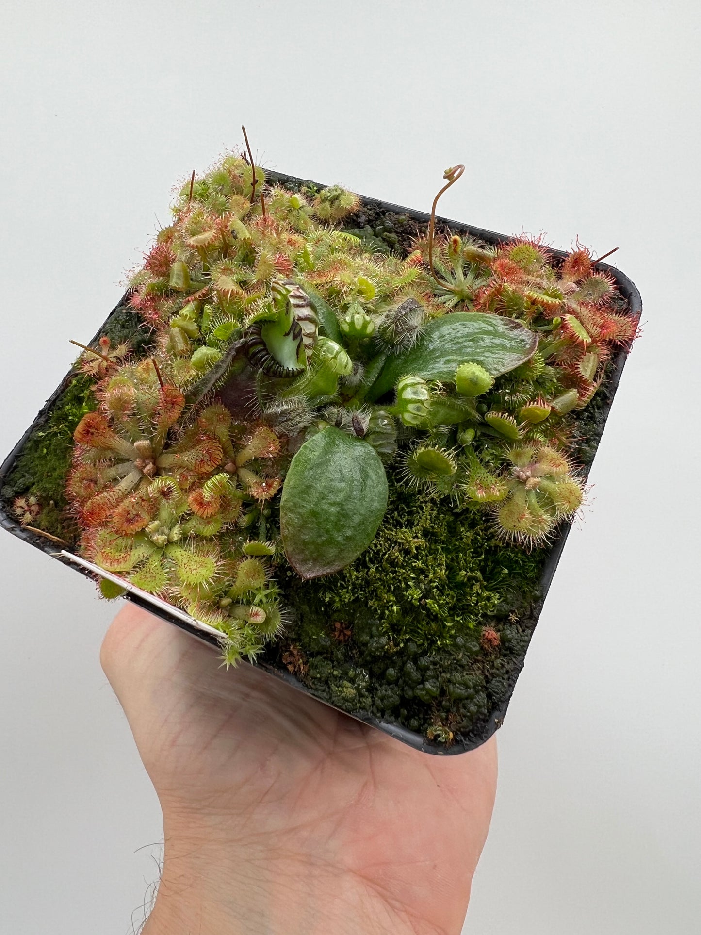 Cephalotus follicularis “Brewers Beauty” x “Brewers”