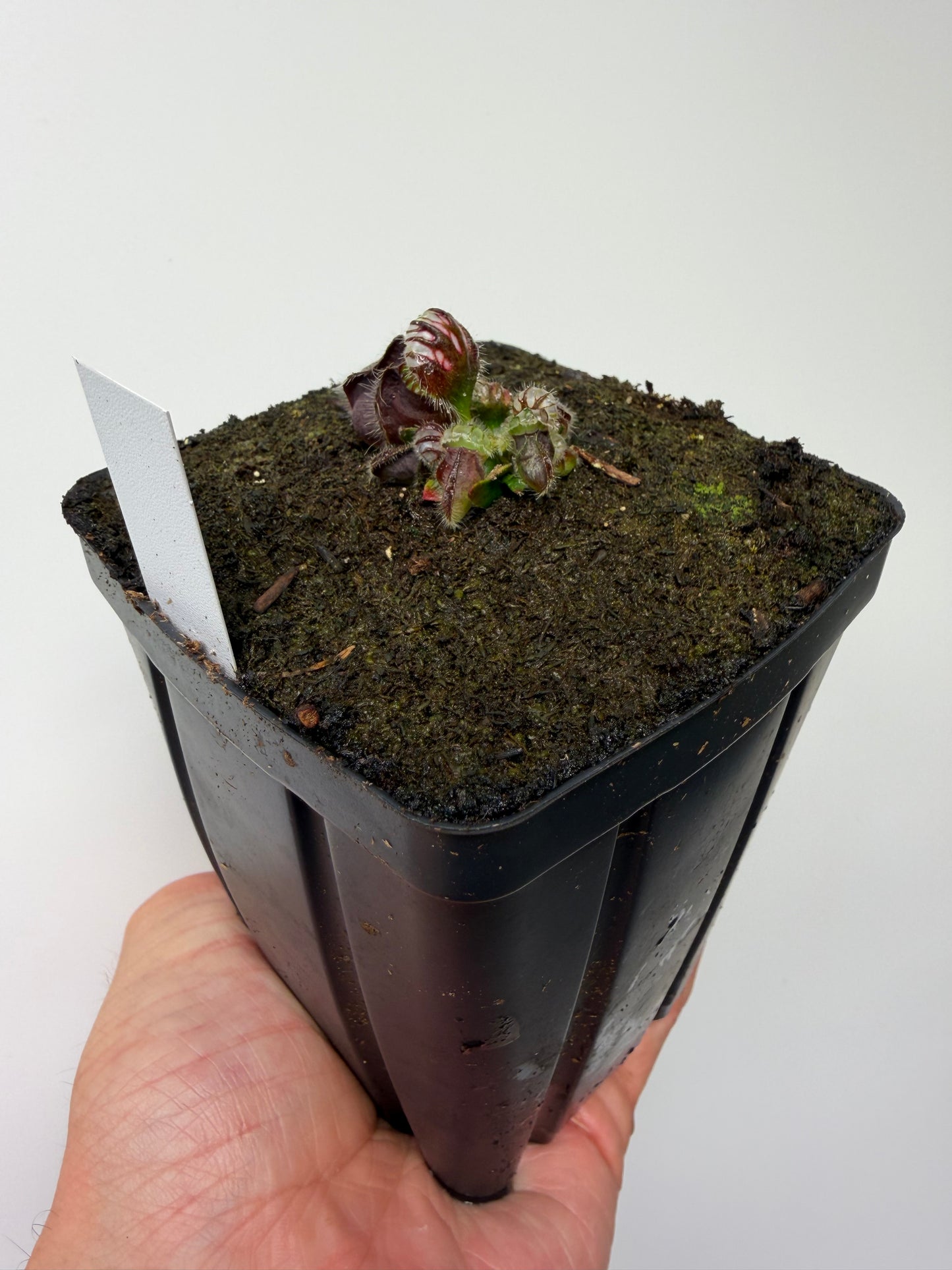 Cephalotus follicularis “David Švarc Black” - *Rare* (7)