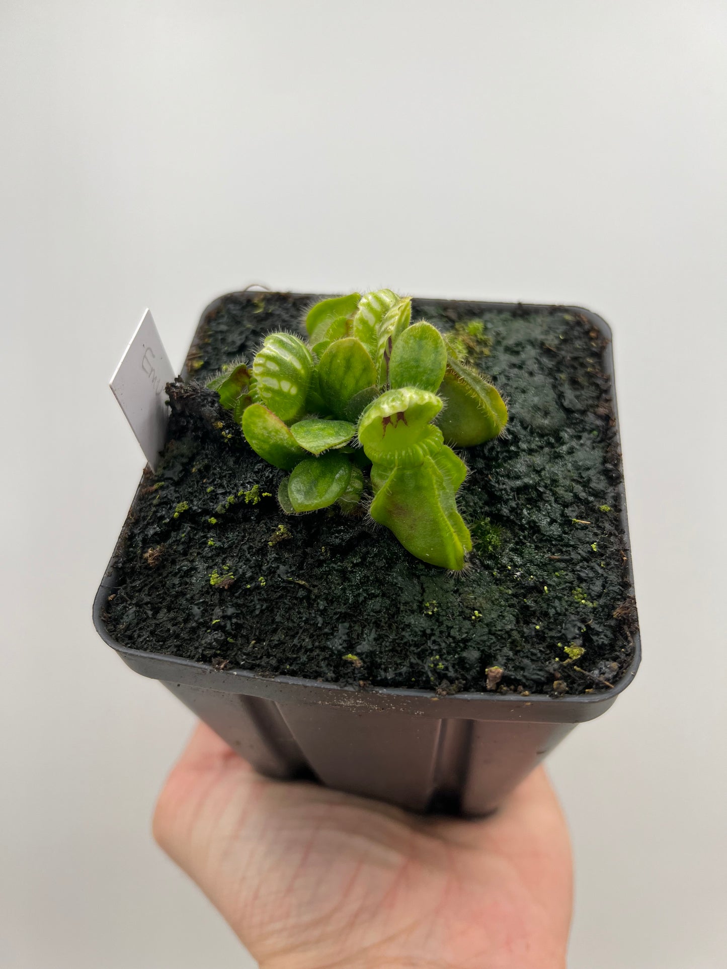Cephalotus follicularis “Emu Pointe”