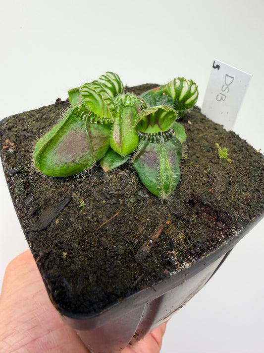 Cephalotus follicularis “David Švarc Black” - *Rare* (5)