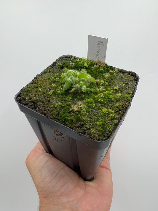 Cephalotus follicularis “Norma”