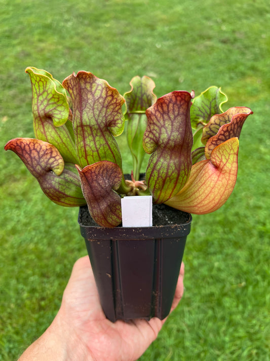 Sarracenia purpurea ssp. purpurea (Norfolk Co, MA) x (Bruce Co, Ontario Canada) - Seed Grown #23